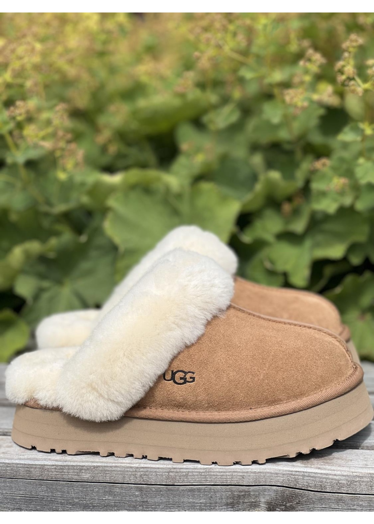 UGG Disquette chestnut